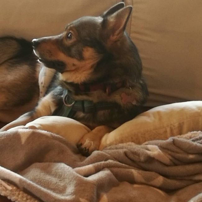 Koirahotelli Perro nukutaan pehmeillä sohvilla